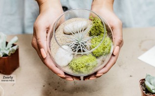 Teen Take-Out Kit: Air Plant Terrarium